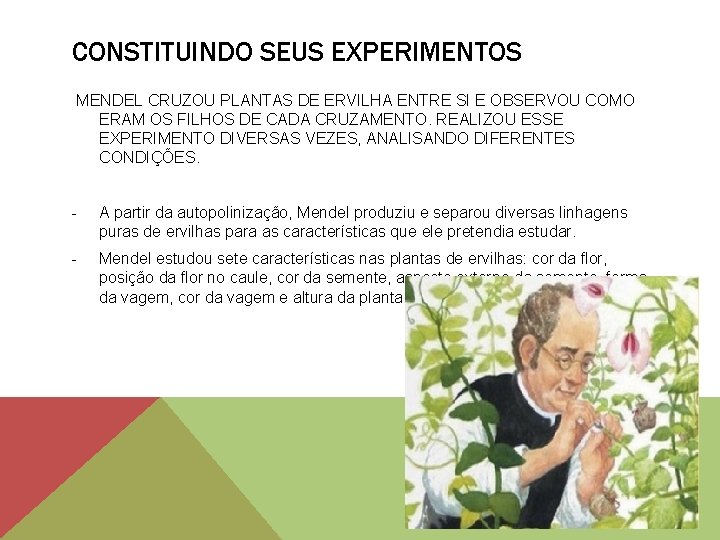 CONSTITUINDO SEUS EXPERIMENTOS MENDEL CRUZOU PLANTAS DE ERVILHA ENTRE SI E OBSERVOU COMO ERAM