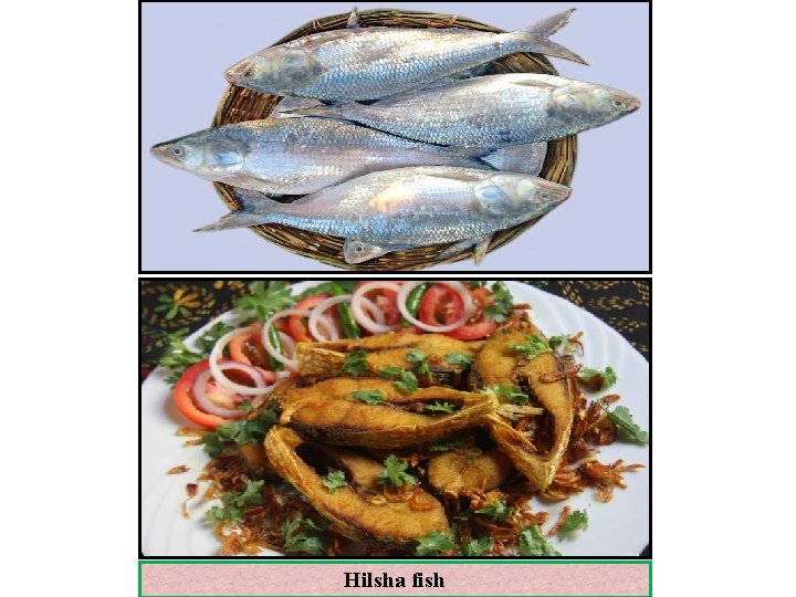 Hilsha fish 