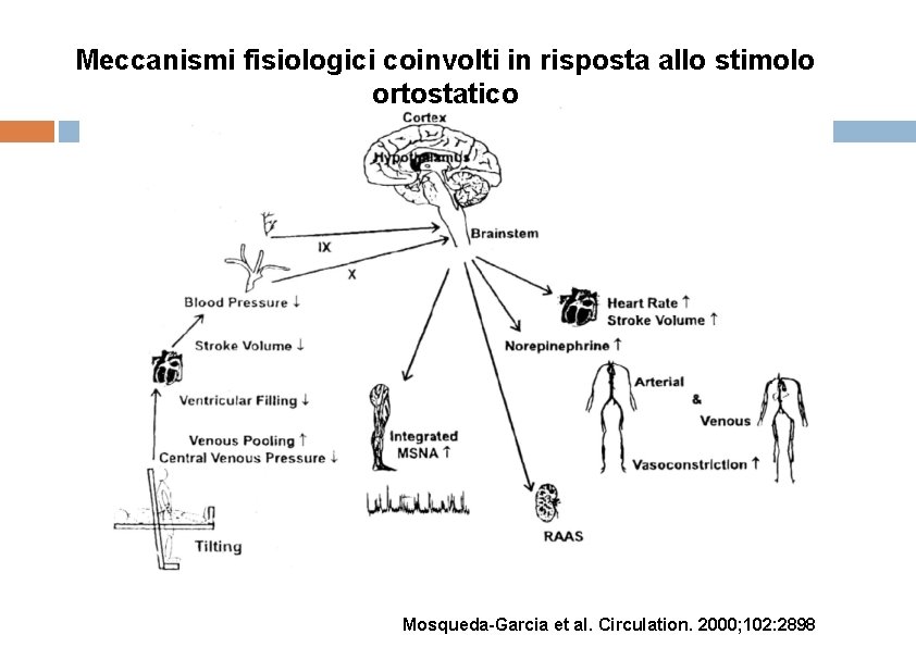 Meccanismi fisiologici coinvolti in risposta allo stimolo ortostatico Mosqueda-Garcia et al. Circulation. 2000; 102: