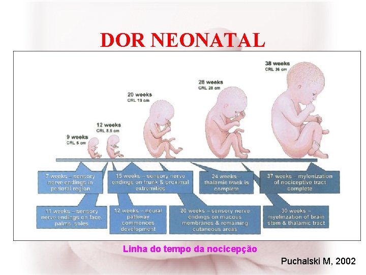 DOR NEONATAL Linha do tempo da nocicepção Puchalski M, 2002 