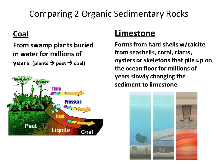 Comparing 2 Organic Sedimentary Rocks Coal Limestone From swamp plants buried in water for