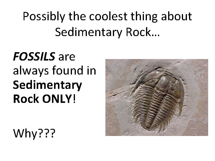 Possibly the coolest thing about Sedimentary Rock… FOSSILS are always found in Sedimentary Rock