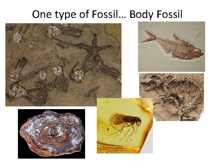 One type of Fossil… Body Fossil 