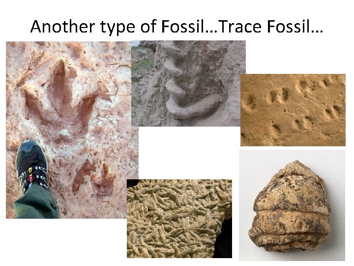 Another type of Fossil…Trace Fossil… 