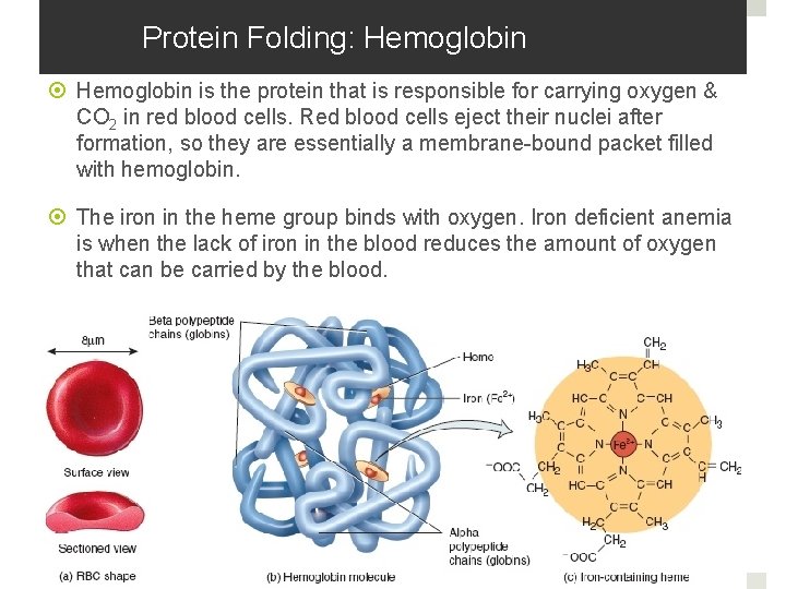 Protein Folding: Hemoglobin is the protein that is responsible for carrying oxygen & CO Protein Folding: Hemoglobin is the protein that is responsible for carrying oxygen & CO