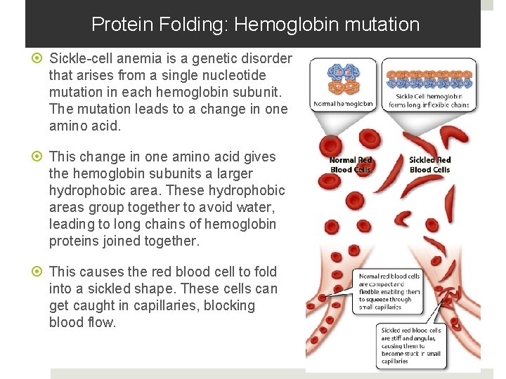 Protein Folding: Hemoglobin mutation Sickle-cell anemia is a genetic disorder that arises from a Protein Folding: Hemoglobin mutation Sickle-cell anemia is a genetic disorder that arises from a