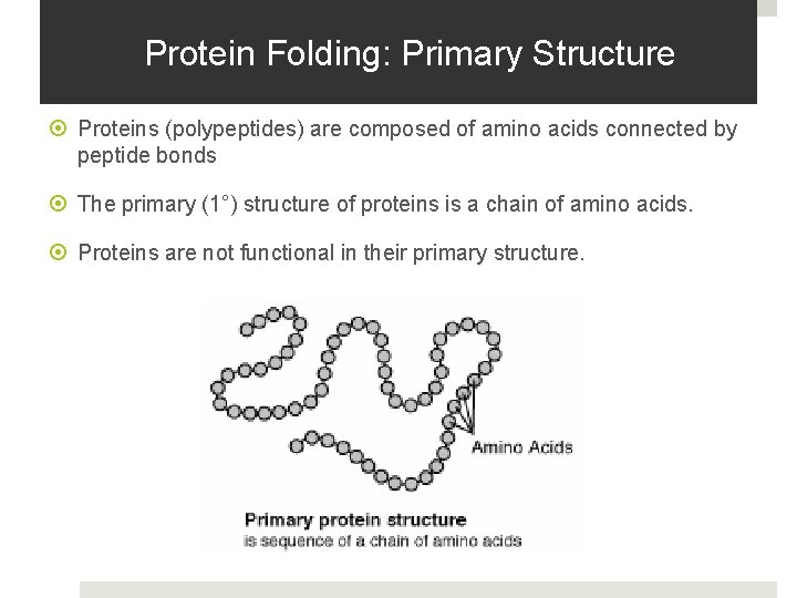 Protein Folding: Primary Structure Proteins (polypeptides) are composed of amino acids connected by peptide Protein Folding: Primary Structure Proteins (polypeptides) are composed of amino acids connected by peptide