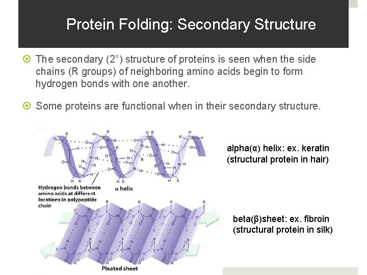 Protein Folding: Secondary Structure The secondary (2°) structure of proteins is seen when the Protein Folding: Secondary Structure The secondary (2°) structure of proteins is seen when the