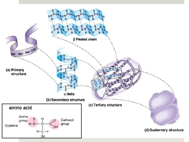 amino acid amino acid
