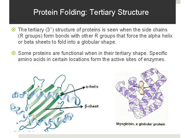 Protein Folding: Tertiary Structure The tertiary (3°) structure of proteins is seen when the Protein Folding: Tertiary Structure The tertiary (3°) structure of proteins is seen when the