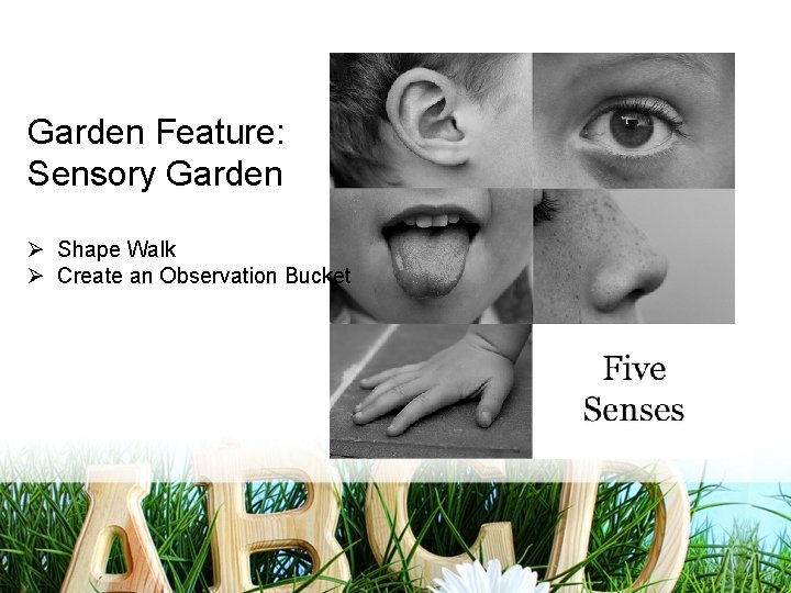 Garden Feature: Sensory Garden Ø Shape Walk Ø Create an Observation Bucket 