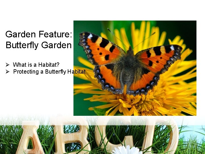 Garden Feature: Butterfly Garden Ø What is a Habitat? Ø Protecting a Butterfly Habitat