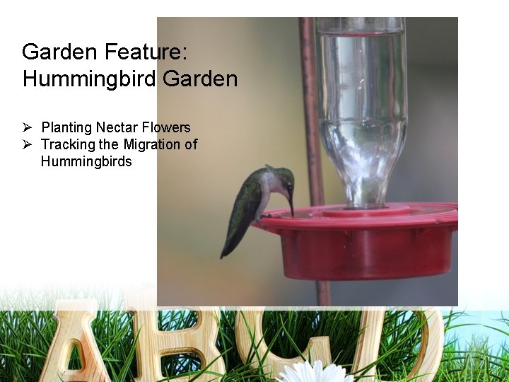 Garden Feature: Hummingbird Garden Ø Planting Nectar Flowers Ø Tracking the Migration of Hummingbirds