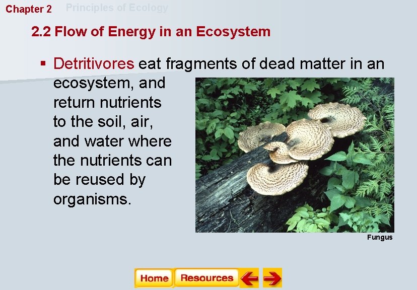 Chapter 2 Principles of Ecology 2. 2 Flow of Energy in an Ecosystem §