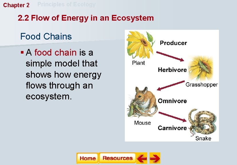 Chapter 2 Principles of Ecology 2. 2 Flow of Energy in an Ecosystem Food