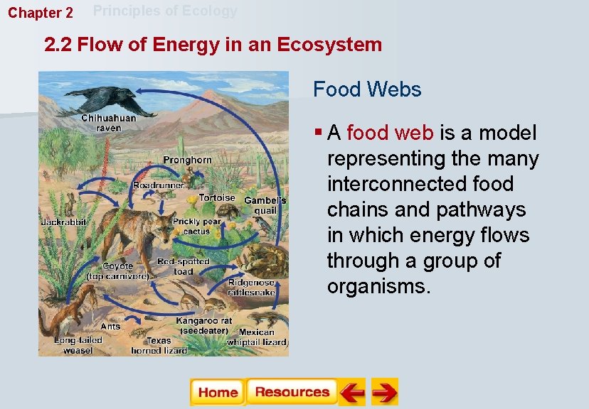 Chapter 2 Principles of Ecology 2. 2 Flow of Energy in an Ecosystem Food