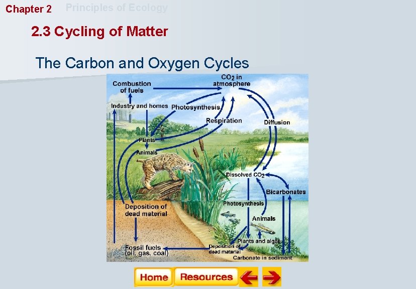 Chapter 2 Principles of Ecology 2. 3 Cycling of Matter The Carbon and Oxygen