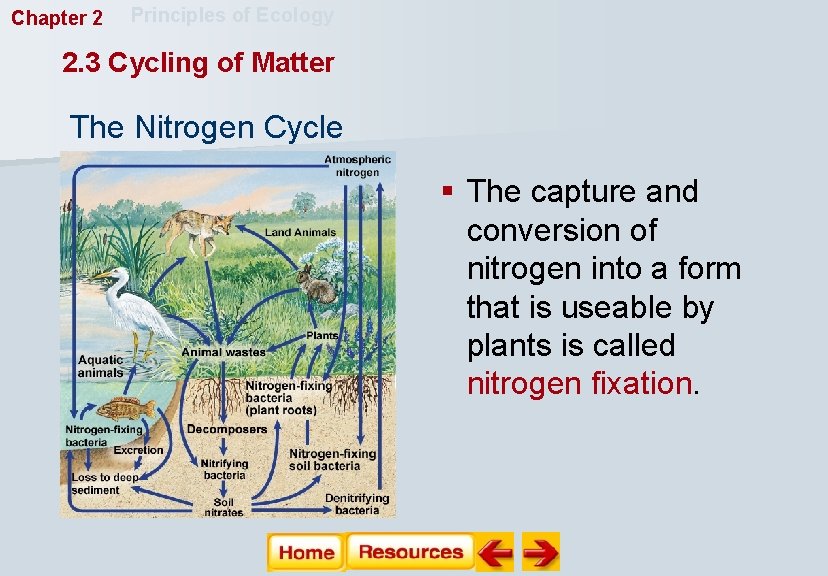 Chapter 2 Principles of Ecology 2. 3 Cycling of Matter The Nitrogen Cycle §