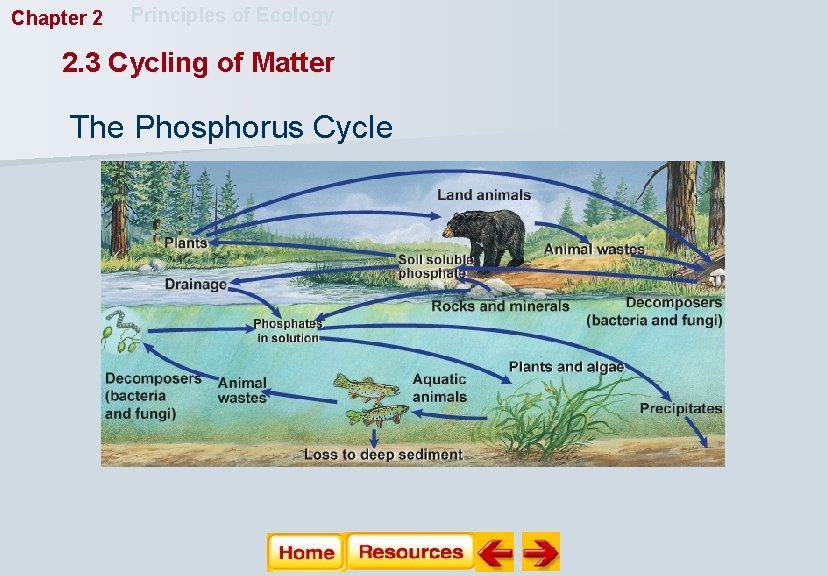 Chapter 2 Principles of Ecology 2. 3 Cycling of Matter The Phosphorus Cycle 