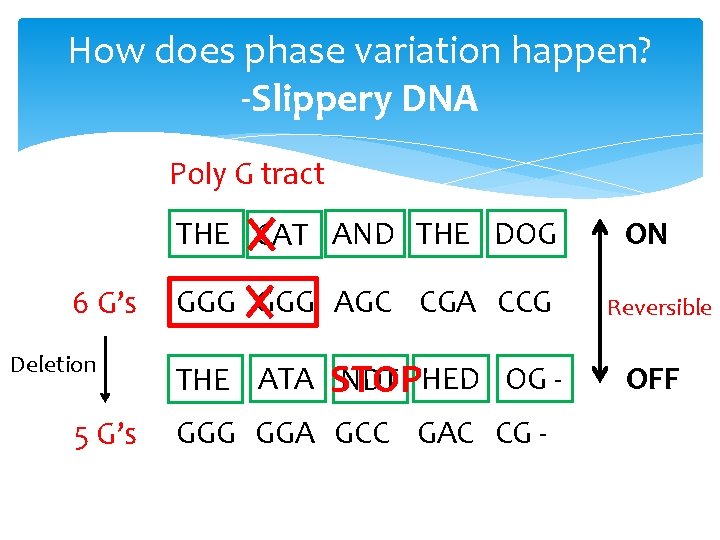 How does phase variation happen? -Slippery DNA Poly G tract THE CAT AND THE