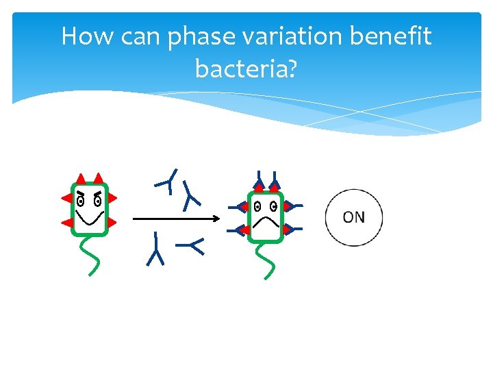 How can phase variation benefit bacteria? 