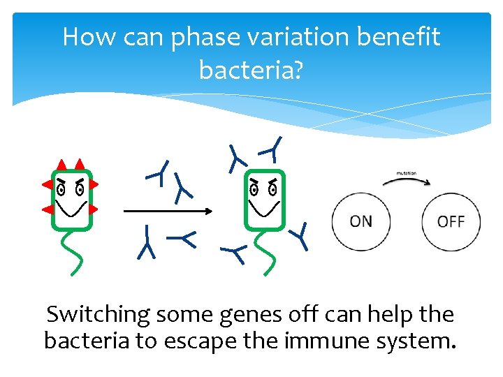 How can phase variation benefit bacteria? Switching some genes off can help the bacteria