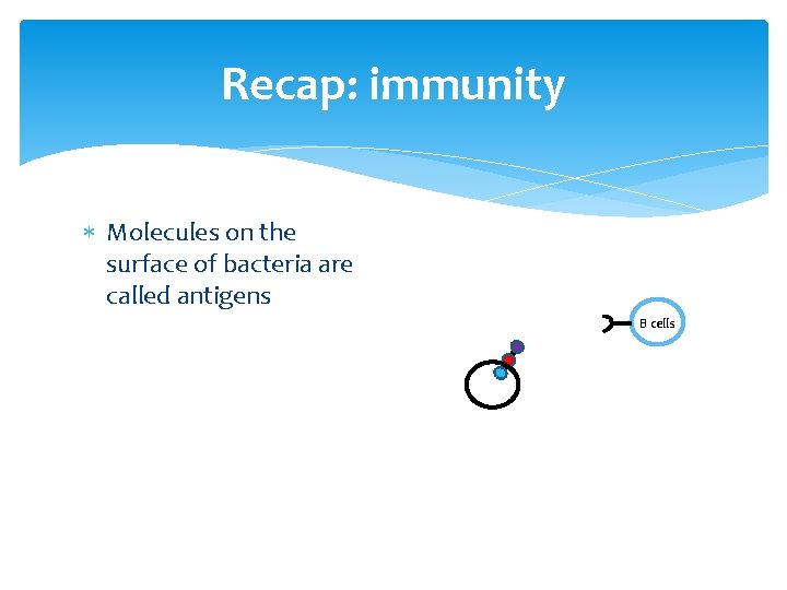 Recap: immunity Molecules on the surface of bacteria are called antigens B cells 