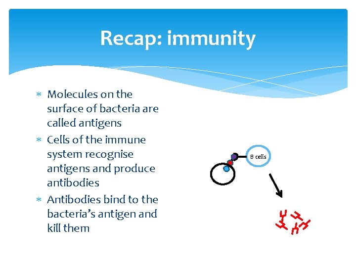 Recap: immunity Molecules on the surface of bacteria are called antigens Cells of the