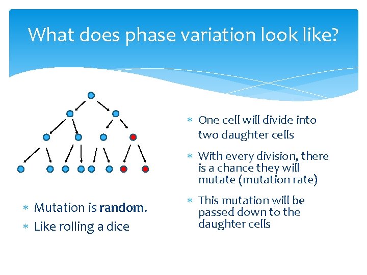 What does phase variation look like? One cell will divide into two daughter cells