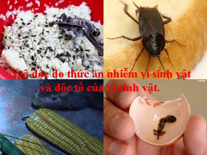 Ngộ độc do thức ăn nhiễm vi sinh vật và độc tố của vi