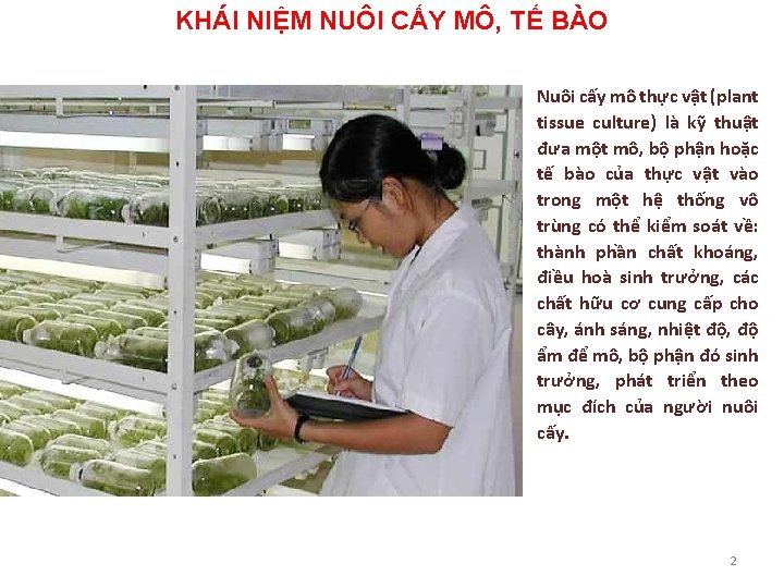 KHÁI NIỆM NUÔI CẤY MÔ, TẾ BÀO Nuôi cấy mô thực vật (plant tissue