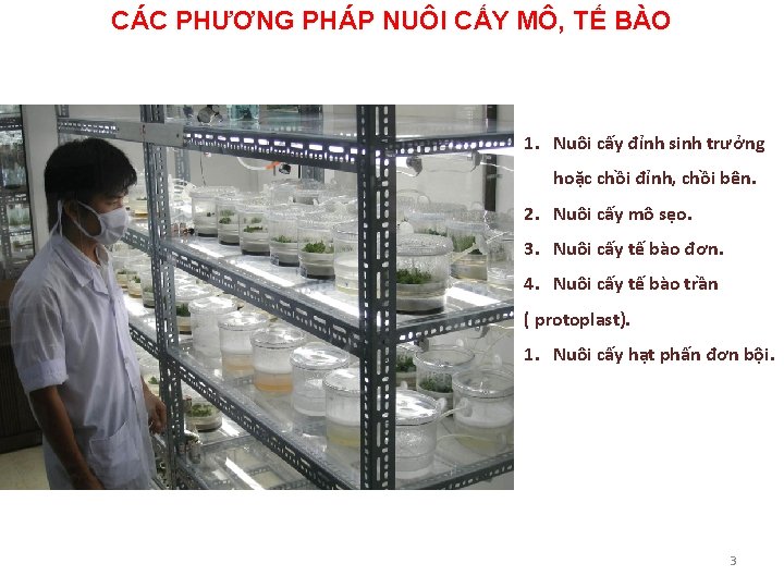 CÁC PHƯƠNG PHÁP NUÔI CẤY MÔ, TẾ BÀO 1. Nuôi cấy đỉnh sinh trưởng