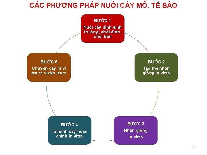 CÁC PHƯƠNG PHÁP NUÔI CẤY MÔ, TẾ BÀO BƯỚC 1 Nuôi cấy đỉnh sinh