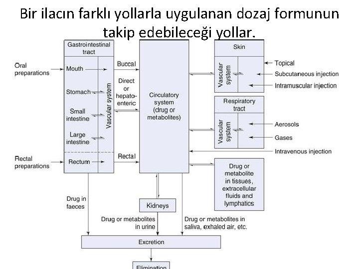 Bir ilacın farklı yollarla uygulanan dozaj formunun takip edebileceği yollar. 