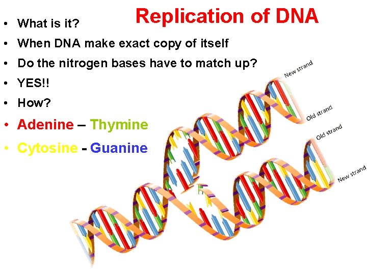 - Cell Division • What is it? Replication of DNA • When DNA make