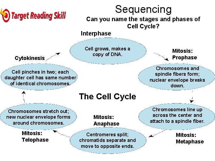 Sequencing Can you name the stages and phases of Cell Cycle? Interphase Cytokinesis Cell