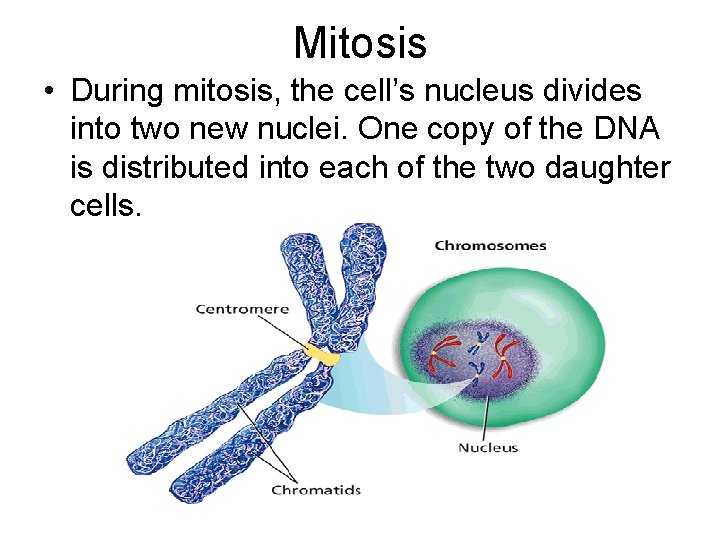 - Cell Division Mitosis • During mitosis, the cell’s nucleus divides into two new