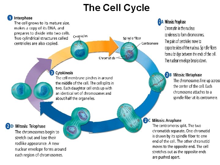 Cell Division The -Cell Cycle 