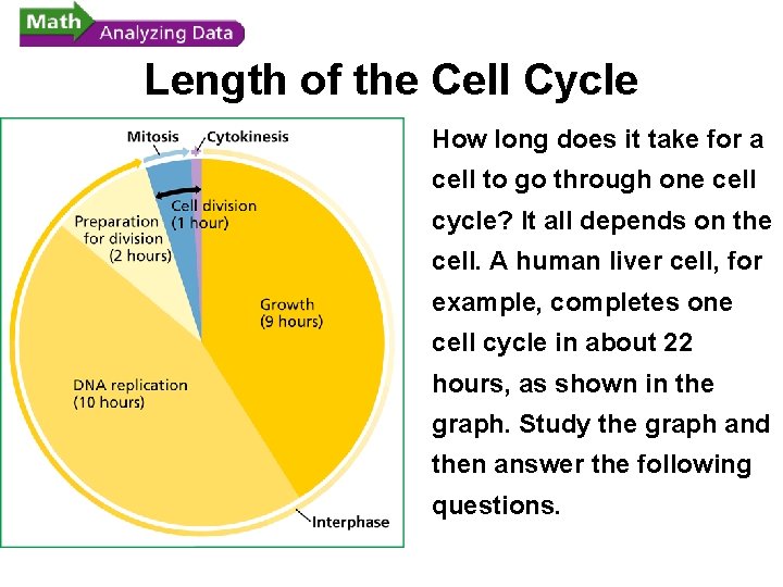 - Cell Division Length of the Cell Cycle How long does it take for