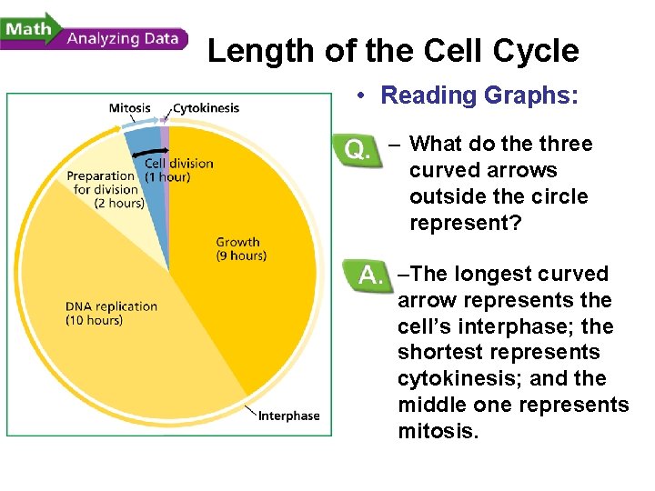 - Cell Division Length of the Cell Cycle • Reading Graphs: – What do