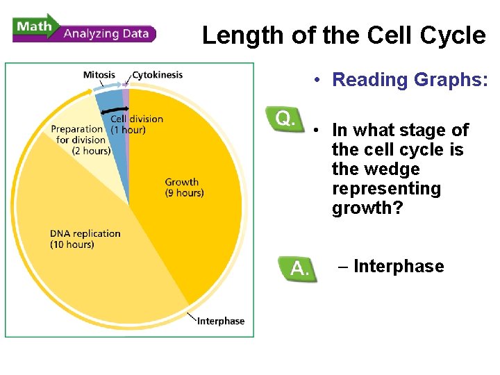 - Cell Division Length of the Cell Cycle • Reading Graphs: • In what