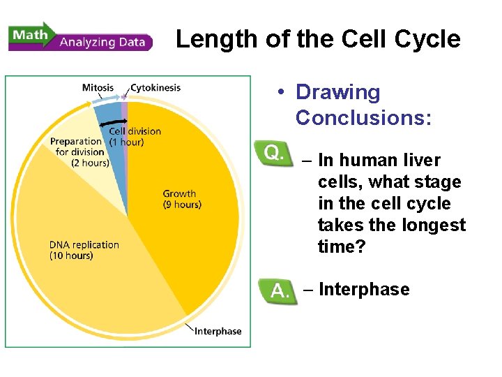- Cell Division Length of the Cell Cycle • Drawing Conclusions: – In human