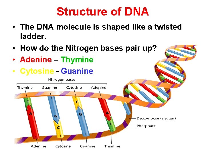 - Cell Division Structure of DNA • The DNA molecule is shaped like a