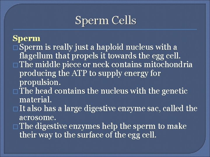 Sperm Cells Sperm � Sperm is really just a haploid nucleus with a flagellum