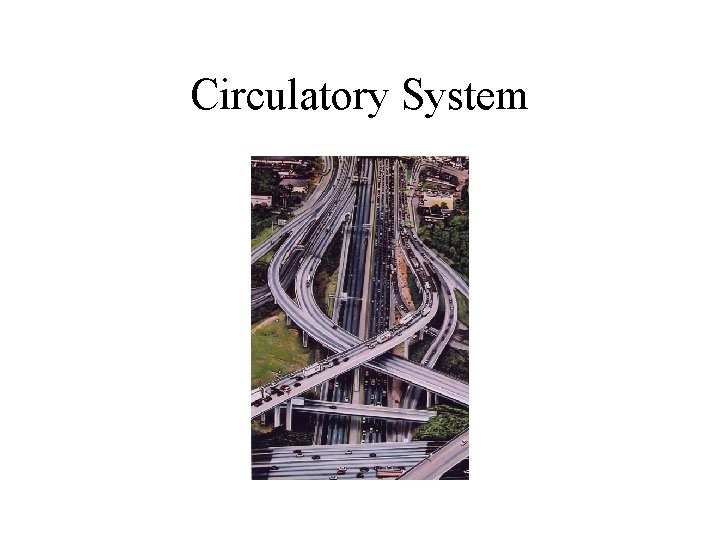 Circulatory System 