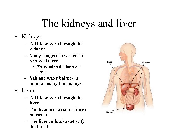 The kidneys and liver • Kidneys – All blood goes through the kidneys –