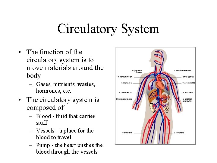 Circulatory System • The function of the circulatory system is to move materials around Circulatory System • The function of the circulatory system is to move materials around