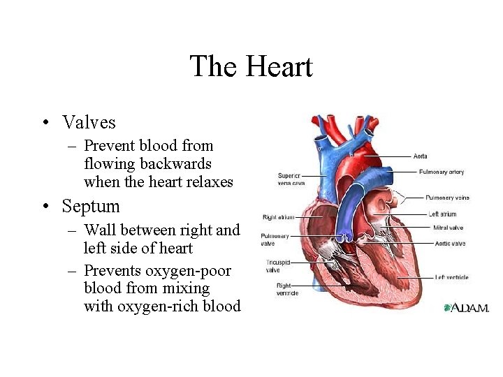 The Heart • Valves – Prevent blood from flowing backwards when the heart relaxes