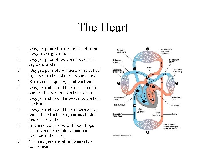 The Heart 1. 2. 3. 4. 5. 6. 7. 8. 9. Oxygen poor blood