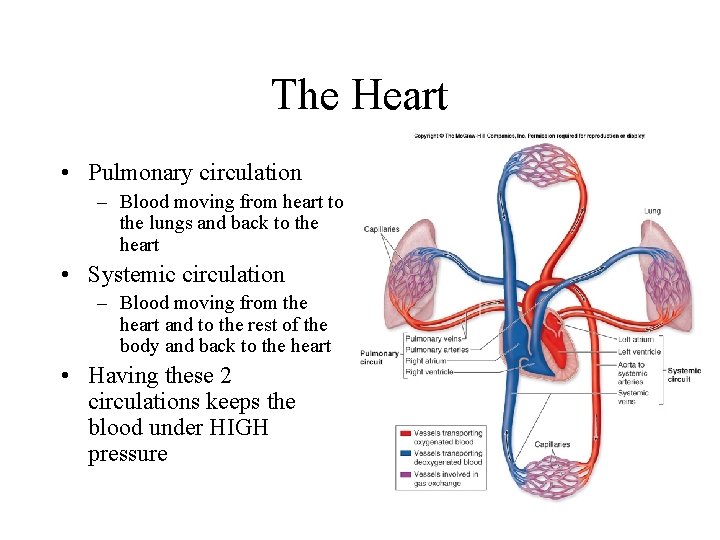 The Heart • Pulmonary circulation – Blood moving from heart to the lungs and